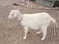 Ged, Saanen goat — foto 6