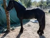 اسب نر, Friesian — عکس 5