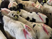 Dibi, Cattle — sawirka 2