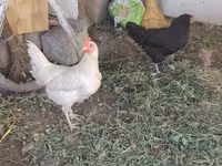 Chickens — عکس 3