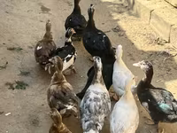 Domestic Muscovy — foto 1
