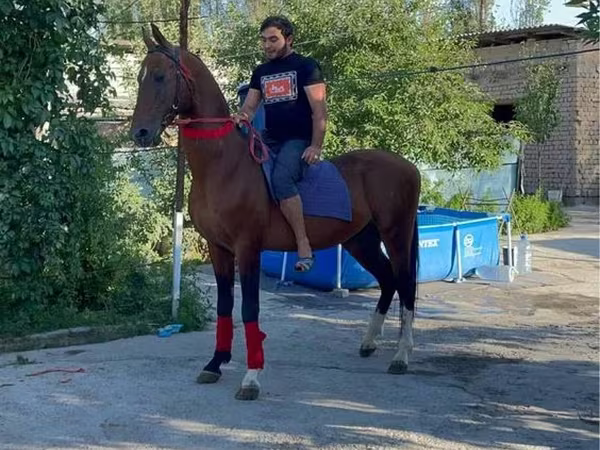 Асп, Arabian horse