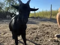 Ri’ lab, Dutch Landrace goats — sawirka 1