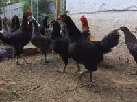 Chickens — foto 1