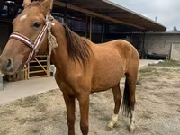 Hingst, Heste — foto 1