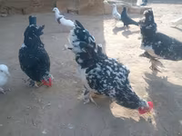 재퍼니즈 밴텀 — 사진 7