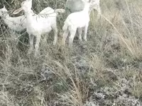 Ямаа, Alpine goat — 1 зураг