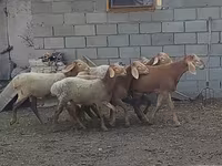แกะตัวเมีย, Arashan sheep — รูปภาพ 8
