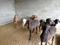 Beran, Rhon sheep — foto 4