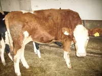 گاو ماده, Simmental cattle — عکس 1