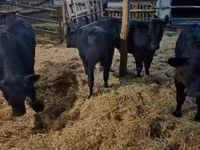 Lembu betina, Aberdeen-Angus — foto 7