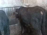 황소, Russian Black pied cattle — 사진 3