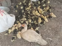 Ducks — foto 1