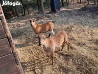 Koza, Kozy — foto 2