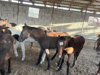 Cavalla, Cavalli — foto 3