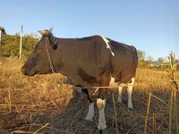 Krava, Russian Black pied cattle — foto 3