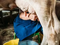 Ko, Swiss cattle — foto 6