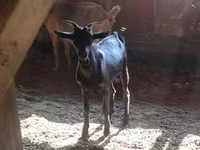 Τράγος, Murcia-Granada goats — φωτογραφία 4
