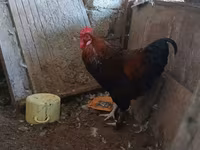 Chickens — عکس 2