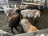 Vædder, Arashan sheep — foto 6