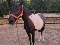 კვიცი, Appaloosa — ფოტო 3