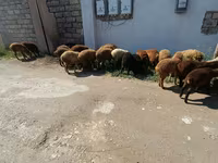 بھیڑیں (گروپ، جنس مذکور نہیں), بھیڑیں — تصویر 4