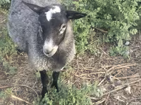 قوچ, Romanov sheep — عکس 1