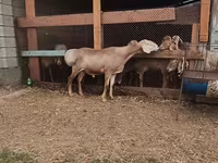 Berbec, Rhon sheep — foto 5