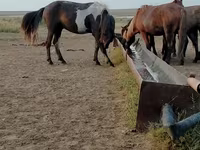 Ձի, Ձիեր — լուսանկար 5