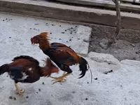 Chickens — รูปภาพ 7