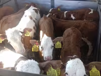 Býk, Simmental cattle — foto 4