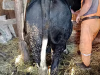 گاو نر, گاو سفیدسر قزاقستانی — عکس 4