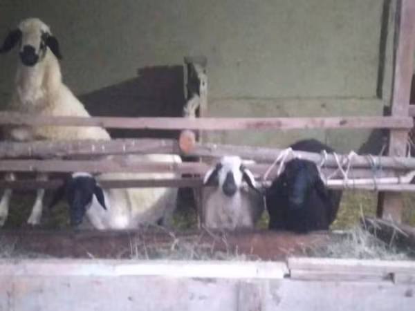 Beran, Blackheaded Persian sheep