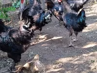 Chickens — foto 3
