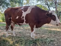 Kuh, Simmental cattle — Foto 1