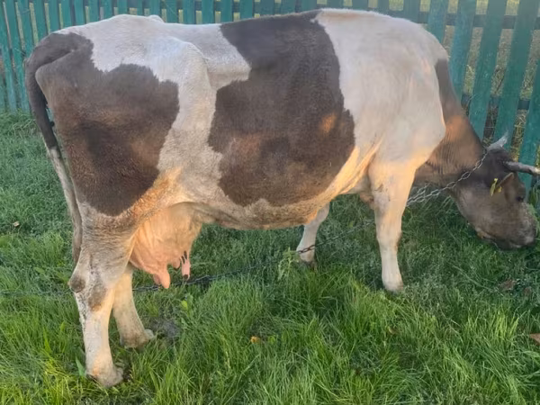 Lembu betina, Cattle