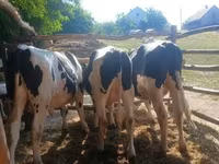 Touro, Raça Holstein — foto 4