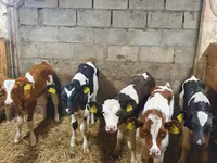 Bò đực, Simmental cattle — ảnh 3