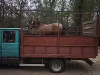 Klisna, Koně — foto 4