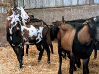 Țap, Alpine goat — foto 3