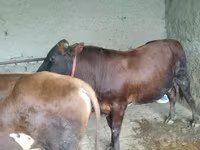 ወንድ በሬ, Cattle — ፎቶ 5
