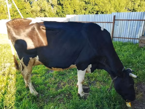 Cow, Holstein breed