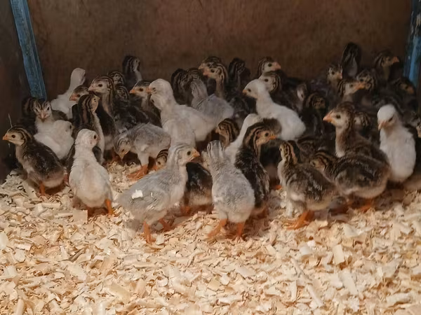Guinea fowl