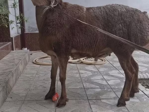 Carnero, Arashan sheep