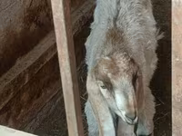 Ziegenbock, Nubian Goat — Foto 2
