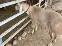 แกะตัวผู้, Rhon sheep — รูปภาพ 4
