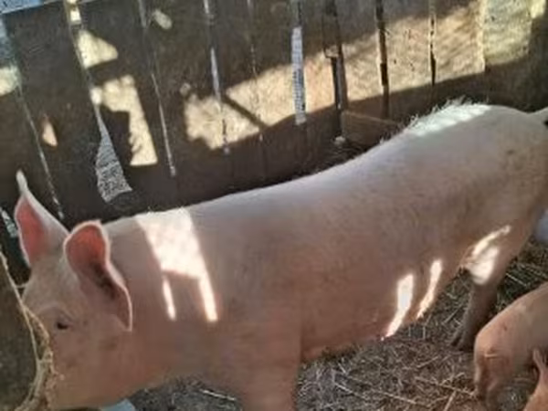 Säue, Крупная белая