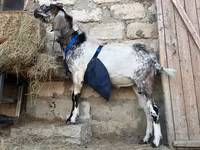 Kozel, Nubian Goat — foto 4