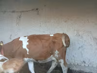 Tehén, Simmental cattle — 4. fotó