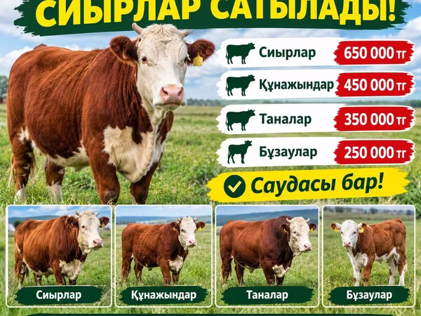 암소, Swiss cattle